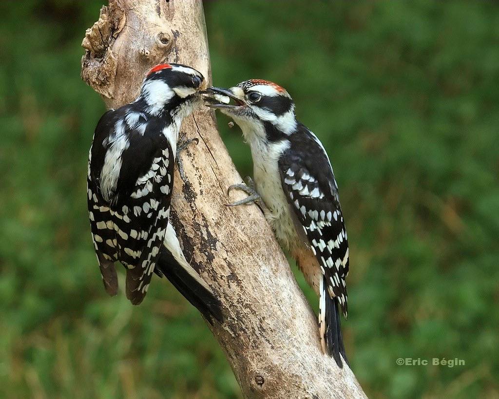 Downy Woodpecker / Pic Mineur by Eric Bégin is licensed under CC BY-NC-ND 2.0